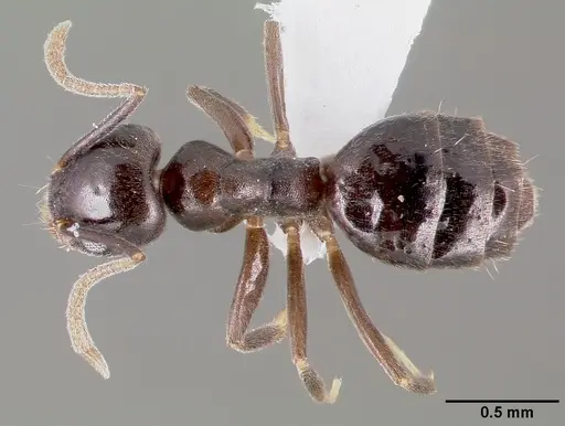 Technomyrmex difficilis specimen CASENT0003175 image casent0003175_1