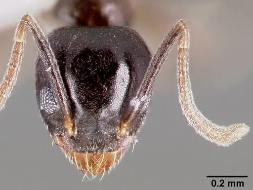 Technomyrmex difficilis specimen CASENT0003175 image casent0003175_2