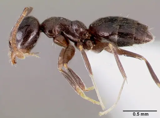 Technomyrmex difficilis specimen CASENT0003175 image casent0003175_3