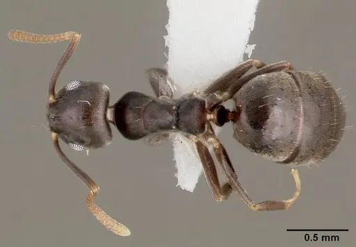 Technomyrmex difficilis specimen CASENT0003318 image casent0003318_1