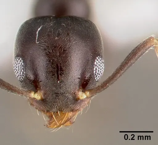 Technomyrmex difficilis specimen CASENT0003318 image casent0003318_2