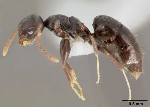Technomyrmex difficilis specimen CASENT0003318 image casent0003318_3