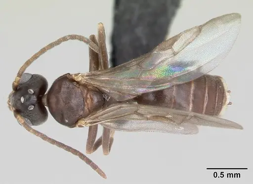 Technomyrmex difficilis specimen CASENT0007856 image casent0007856_1