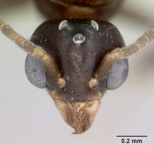 Technomyrmex difficilis specimen CASENT0007856 image casent0007856_2