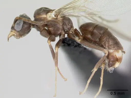 Technomyrmex difficilis specimen CASENT0007856 image casent0007856_3