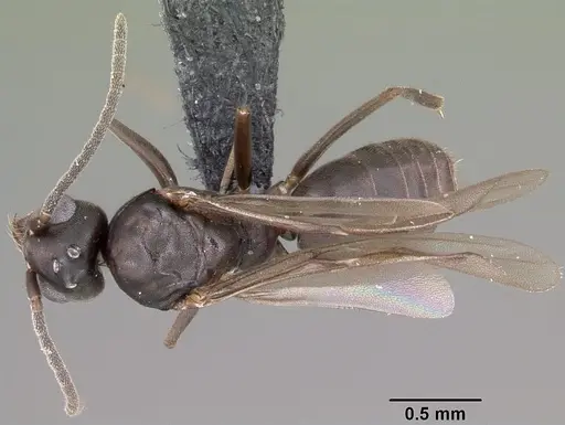 Technomyrmex difficilis specimen CASENT0049527 image casent0049527_1