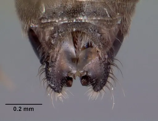 Technomyrmex difficilis specimen CASENT0049527 image casent0049527_2