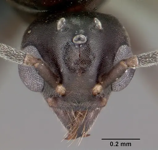 Technomyrmex difficilis specimen CASENT0049527 image casent0049527_3