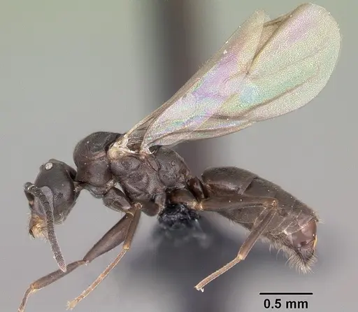 Technomyrmex difficilis specimen CASENT0049527 image casent0049527_5