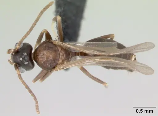 Technomyrmex difficilis specimen CASENT0049968 image casent0049968_1