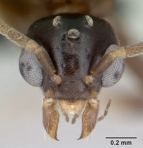 Technomyrmex difficilis specimen CASENT0049968 image casent0049968_2