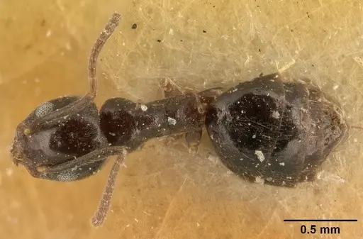 Technomyrmex difficilis specimen CASENT0101077 image casent0101077_1