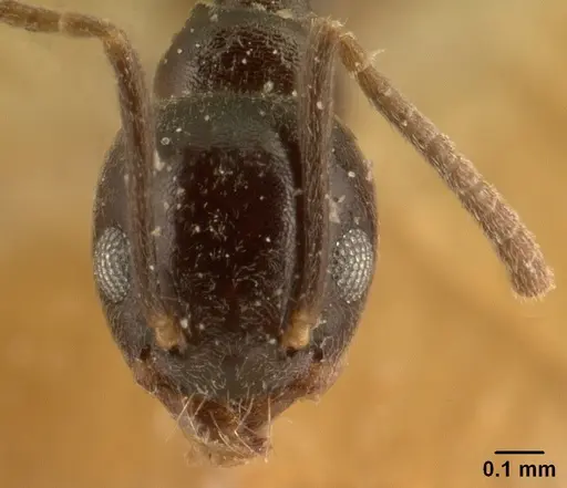 Technomyrmex difficilis specimen CASENT0101077 image casent0101077_2