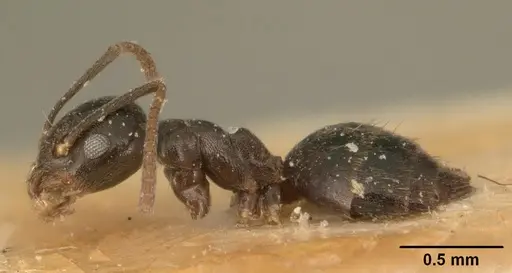 Technomyrmex difficilis specimen CASENT0101077 image casent0101077_3