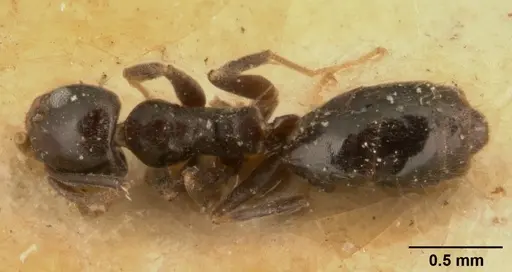 Technomyrmex difficilis specimen CASENT0101078 image casent0101078_1