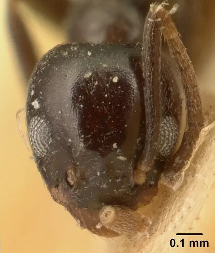 Technomyrmex difficilis specimen CASENT0101078 image casent0101078_2