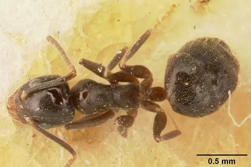 Technomyrmex difficilis specimen CASENT0101079 image casent0101079_1