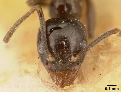Technomyrmex difficilis specimen CASENT0101079 image casent0101079_2