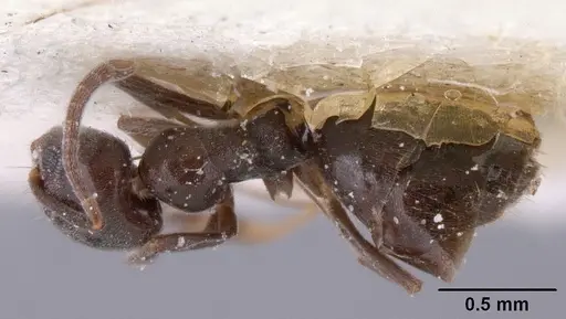 Technomyrmex difficilis specimen CASENT0101080 image casent0101080_1