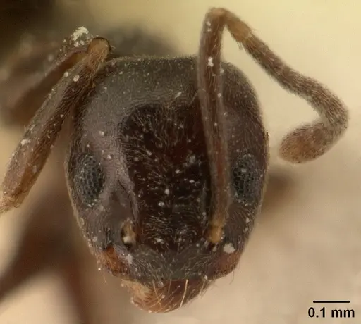 Technomyrmex difficilis specimen CASENT0101080 image casent0101080_2