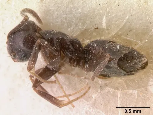 Technomyrmex difficilis specimen CASENT0101080 image casent0101080_3