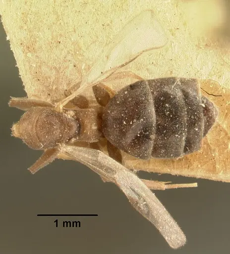Technomyrmex difficilis specimen CASENT0101671 image casent0101671_1