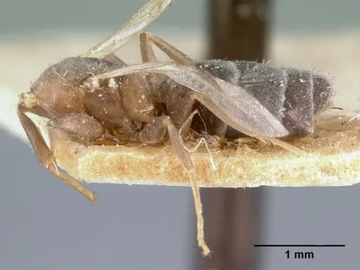 Technomyrmex difficilis specimen CASENT0101671 image casent0101671_3