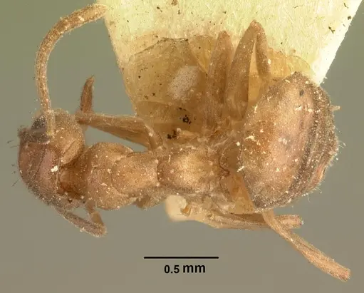 Technomyrmex difficilis specimen CASENT0101791 image casent0101791_1