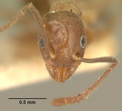 Technomyrmex difficilis specimen CASENT0101791 image casent0101791_2