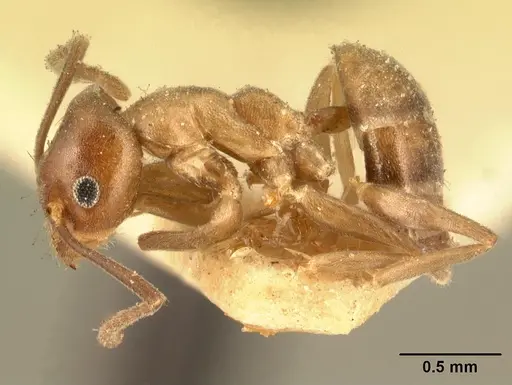 Technomyrmex difficilis specimen CASENT0101791 image casent0101791_3