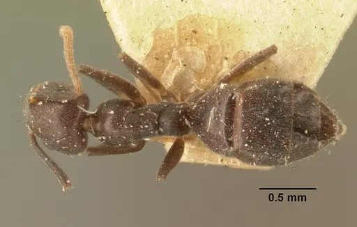 Technomyrmex difficilis specimen CASENT0101823 image casent0101823_1