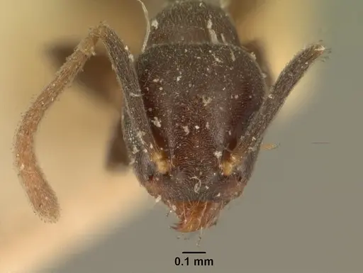 Technomyrmex difficilis specimen CASENT0101823 image casent0101823_2