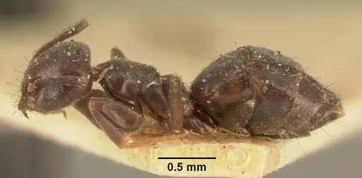Technomyrmex difficilis specimen CASENT0101823 image casent0101823_3