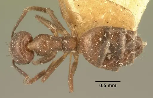 Technomyrmex difficilis specimen CASENT0101932 image casent0101932_1