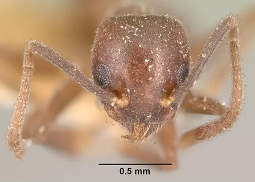 Technomyrmex difficilis specimen CASENT0101932 image casent0101932_2