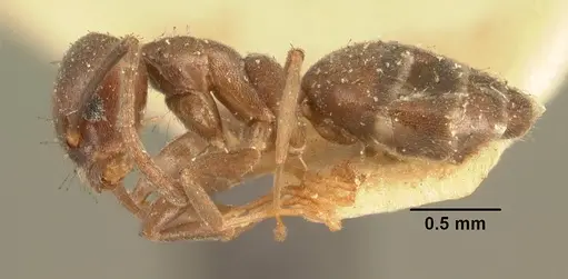 Technomyrmex difficilis specimen CASENT0101932 image casent0101932_3