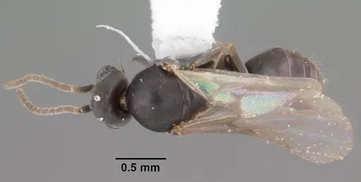 Technomyrmex difficilis specimen CASENT0102735 image casent0102735_1