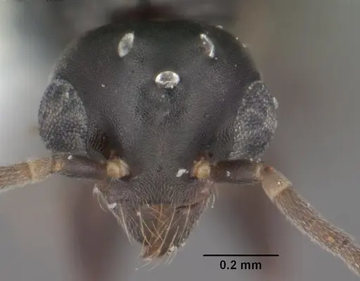 Technomyrmex difficilis specimen CASENT0102735 image casent0102735_2