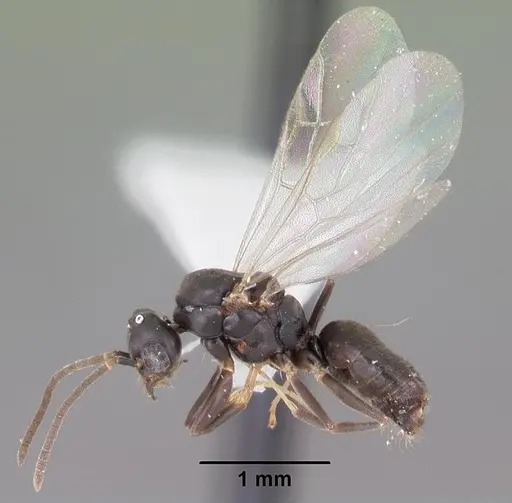 Technomyrmex difficilis specimen CASENT0102735 image casent0102735_4