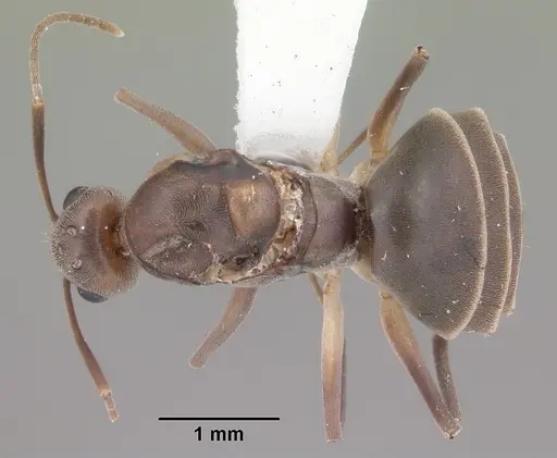 Technomyrmex difficilis specimen CASENT0104538 image casent0104538_1