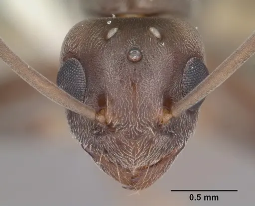 Technomyrmex difficilis specimen CASENT0104538 image casent0104538_2