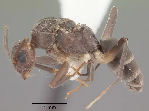 Technomyrmex difficilis specimen CASENT0104538 image casent0104538_3