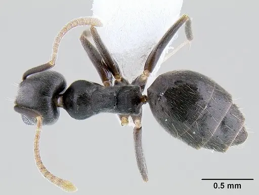 Technomyrmex difficilis specimen CASENT0106111 image casent0106111_1