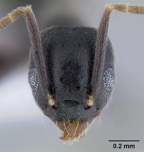 Technomyrmex difficilis specimen CASENT0106111 image casent0106111_2