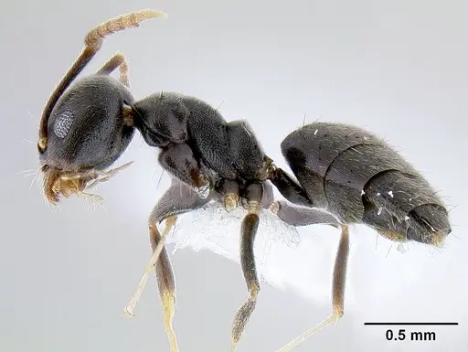 Technomyrmex difficilis specimen CASENT0106111 image casent0106111_3