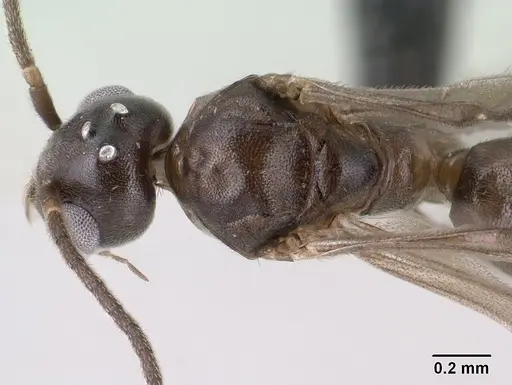 Technomyrmex difficilis specimen CASENT0138571 image casent0138571_1