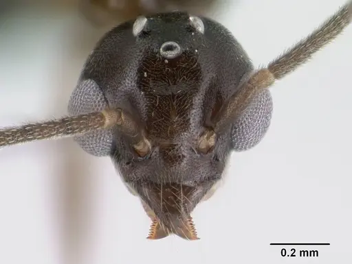 Technomyrmex difficilis specimen CASENT0138571 image casent0138571_2