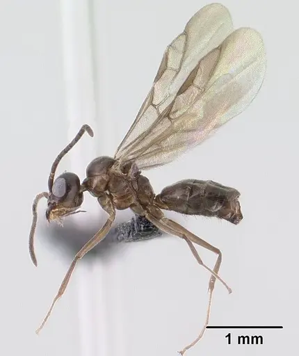 Technomyrmex difficilis specimen CASENT0138571 image casent0138571_3