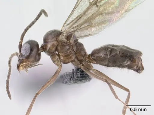 Technomyrmex difficilis specimen CASENT0138571 image casent0138571_4