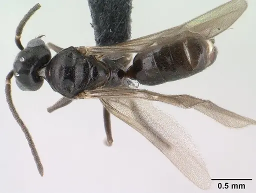 Technomyrmex difficilis specimen CASENT0143675 image casent0143675_1